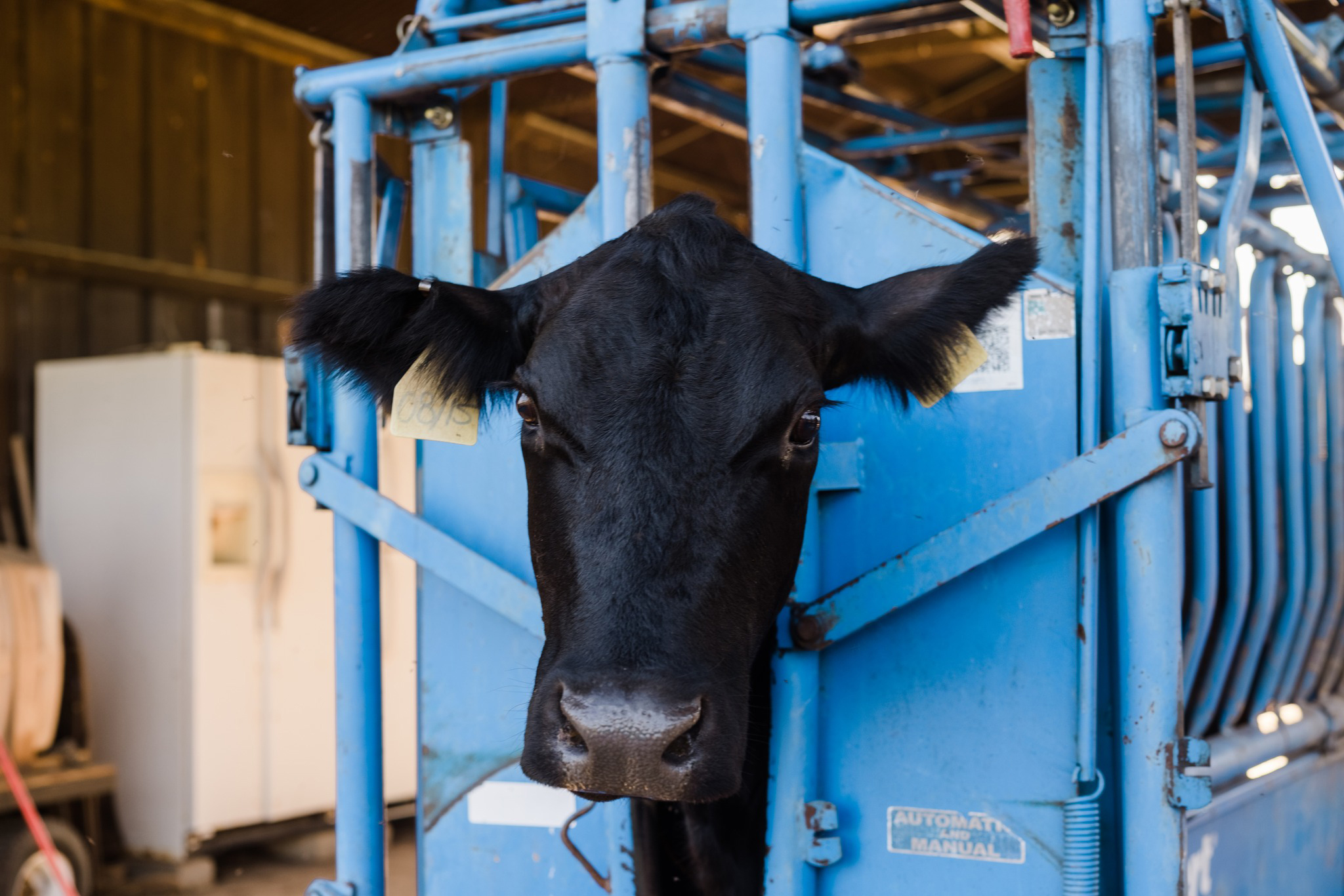 Priefert Squeeze Chute Cow Web.jpg